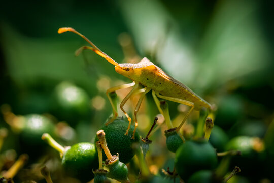 Macro of a dock bug Coreus marginatus perched on green berries with long orange antennae and detailed body texture under natural daylight, macro insect photography