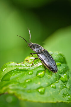 Macro of a click beetle from the genus Agriotes resting on a wet green leaf with water droplets and soft green background, detailed insect photography