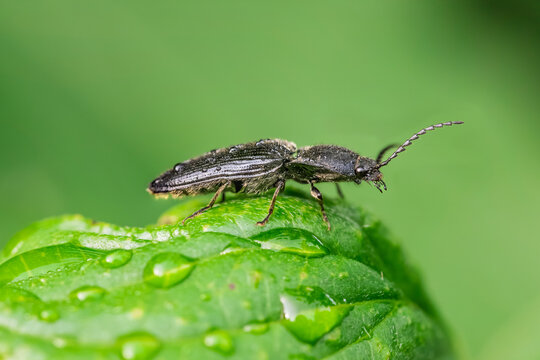 Macro of a click beetle from the genus Agriotes resting on a wet green leaf with water droplets and soft green background, detailed insect photography