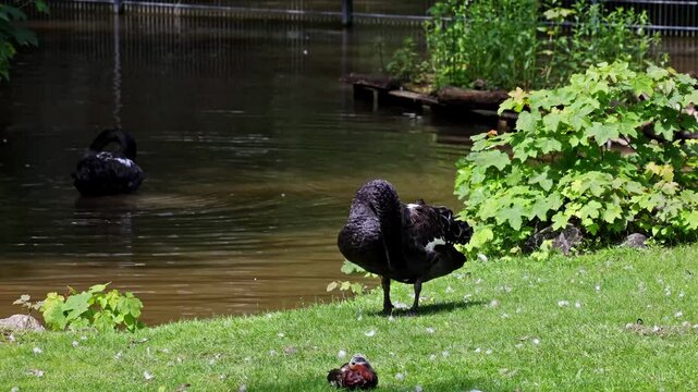 The Black Swan, Cygnus atratus is a large waterbird, a species of swan which breeds mainly in the southeast and southwest regions of Australia.