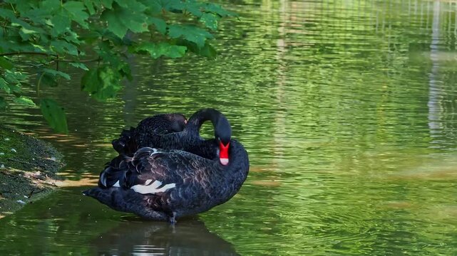 The Black Swan, Cygnus atratus is a large waterbird, a species of swan which breeds mainly in the southeast and southwest regions of Australia.