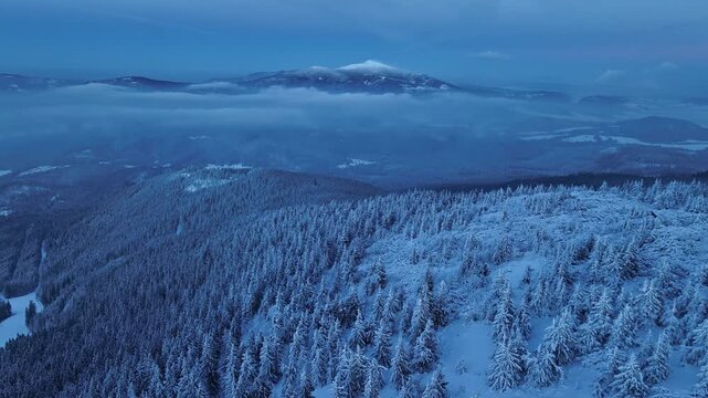 Aerial forward shot over snowy spruce forest towards Babia Gora peak above clouds at blue hour