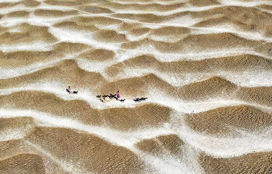 Aerial view of herders walking with a flock of goats across a unique wavy patterned sandy riverbed Bogura, Bangladesh.
