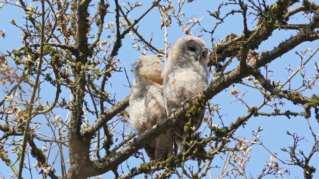Juvenile tawny owls, Strix aluco perched on a twig. This brown owl is a stocky, medium-sized owl commonly found in woodlands across much of the Palearctic.