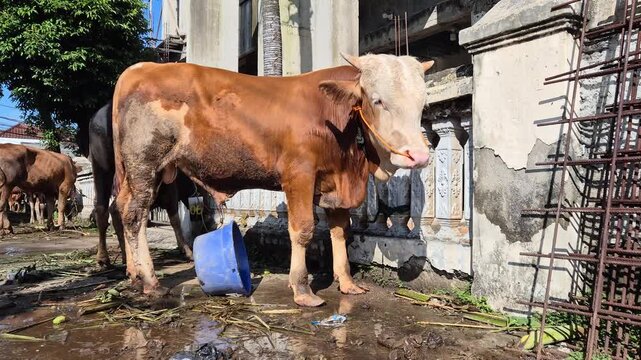 Brown sacrificial cow standing outdoors before Eid al-Adha, captured in natural sunlight with rural livestock and farming context.