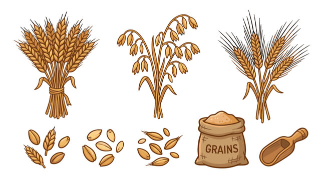 Cartoon set of wheat, oats and barley with grains and scoop