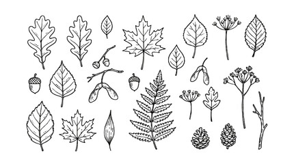 Hand drawn outline set of leaves, seeds, cones, and twigs © Mark