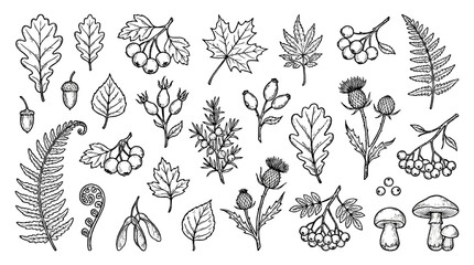 Doodle style autumn herbarium set with leaves berries and mushrooms © Mark