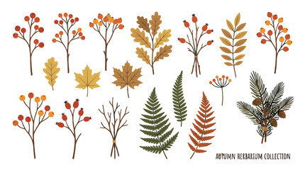 Autumn herbarium collection with leaves branches berries and ferns © Mark