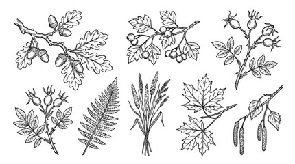 Hand drawn autumn herbarium set with leaves, berries and branches © Mark