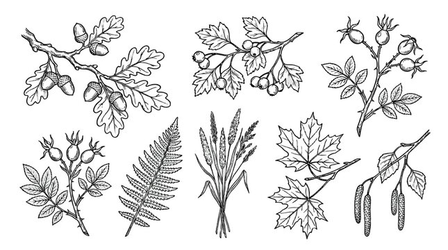 Hand drawn autumn herbarium set with leaves, berries and branches