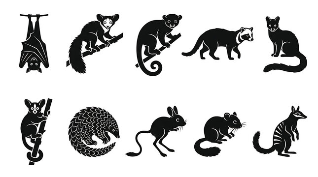 Unique nocturnal animal silhouettes isolated on white background featuring rare and fascinating nighttime wildlife species.
