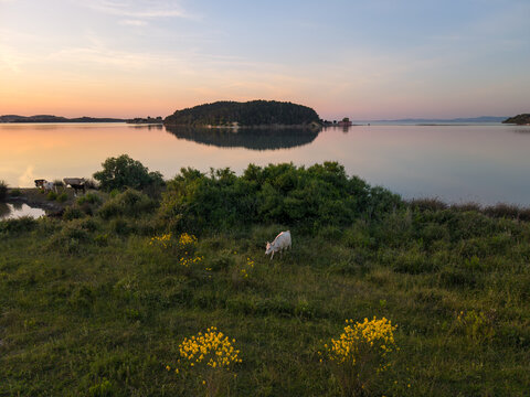 Aerial view of Zvernec Island reflected in the calm waters of Narta Lagoon with cows grazing in the foreground at sunset Zvernec, Vlore County, Albania.