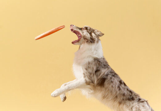 Light-coated border collie frozen mid-leap with treat approaching.