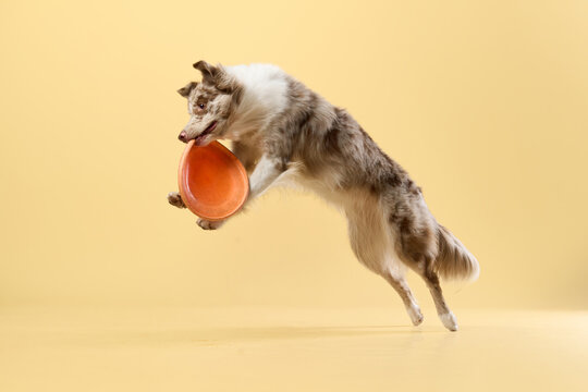 Jumping border collie with paws extended, catching orange frisbee.