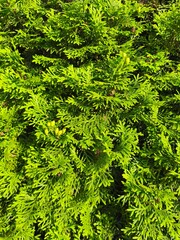 Fototapeta premium Green Arborvitae Cones and Evergreen Foliage in Natural Sunlight Close Up