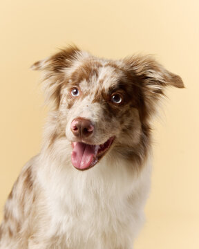 Close-up of red merle border collie with open mouth and bright eyes.