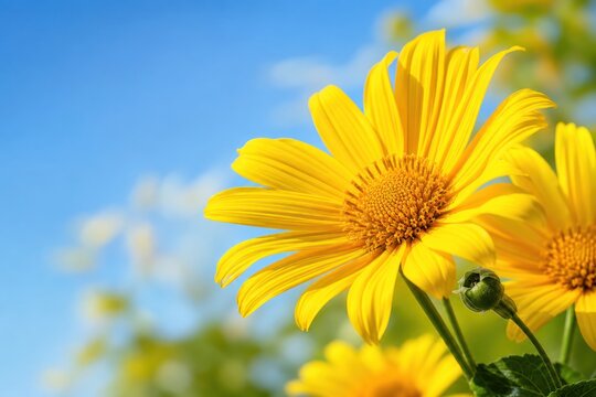 Mexican sunflower blooming under bright blue sky in sunny outdoor garden, vibrant yellow tree marigold close-up showing cheerful natural beauty