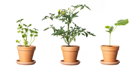 Fototapeta premium Young vegetable seedlings growing in terracotta clay pots, tomato celery and cucumber sprouts collage packshot isolated on white background