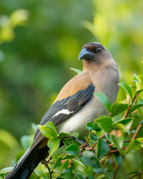 Grey treepie Dendrocitta formosae formosae perched on a leafy branch close up