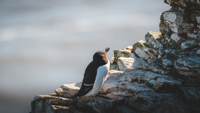 Razorbills Resting and Nesting on the Dramatic Sea Cliffs of Bempton in North Yorkshire, May 2026