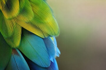 Obraz premium Macaw parrot feathers in vibrant green, yellow, and blue colors captured in close-up macro detail with soft blurred background, exotic tropical wildlife nature concept