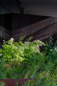 In deep shadow, an urban garden of green plants softens the modern building, adding landscape texture and a layered detail to the architecture