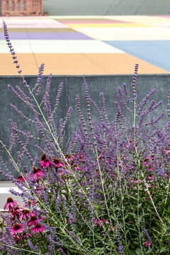 Purple flowers and urban garden plants soften a modern outdoor landscape, bringing a floral detail to the architecture beyond the paved background