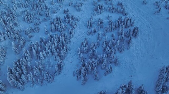 Top down aerial view of dense snow covered spruce forest at blue hour