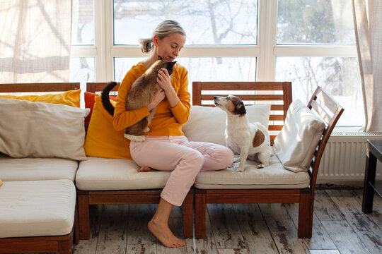 Adult smiling woman with dog and cat resting on sofa by window, female with beloved pets at couch at home.