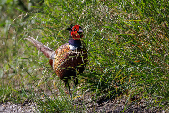 Fasan (Phasianus colchicus) M&auml;nnchen
