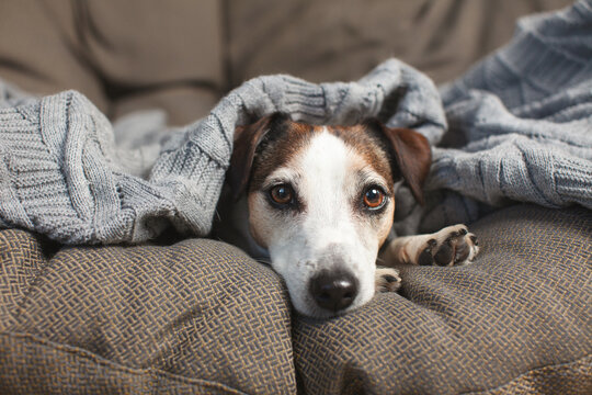 Dog lying under blanket