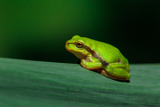 Europ&auml;ischer Laubfrosch (Hyla arborea)