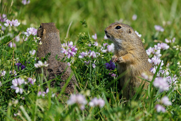 Ziesel (Citellus citellus) © Rolf Müller