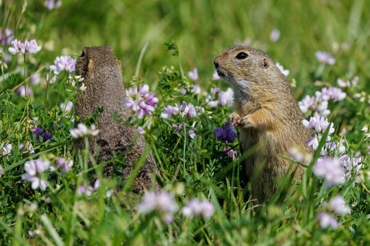 Ziesel (Citellus citellus)