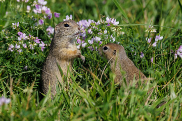Ziesel (Citellus citellus) © Rolf Müller
