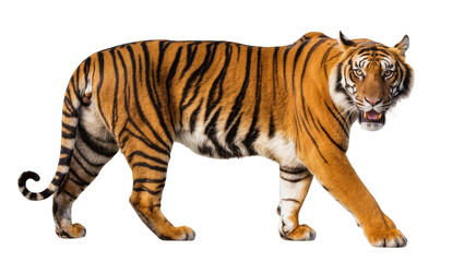 Fototapeta premium Majestic Bengal tiger with orange and black stripes, isolated on transparent background