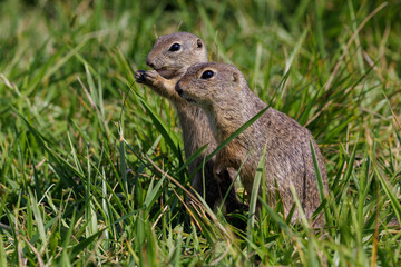 Ziesel (Citellus citellus) © Rolf Müller