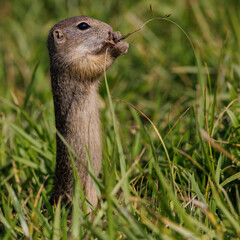 Ziesel (Citellus citellus) © Rolf Müller