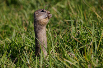 Ziesel (Citellus citellus) © Rolf Müller