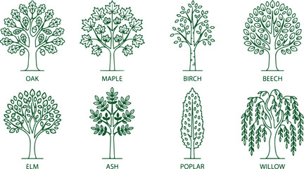 Set of stylized trees with detailed leaves and trunks representing different species like oak maple birch and willow for nature illustration. © Sadhin
