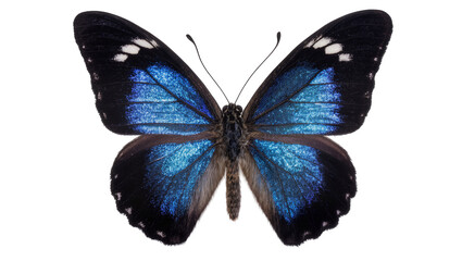 Iridescent blue and black butterfly with white spots, isolated on transparent background © AnaMaria