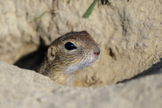 Ziesel (Citellus citellus)