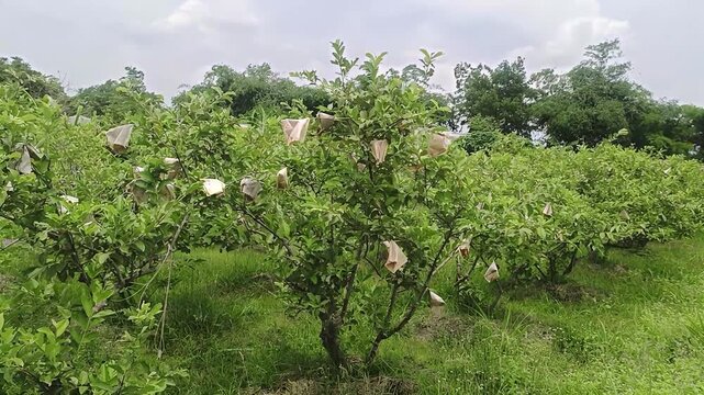 Rows Of Guava Trees With Fruit Protected By Paper Bags In A Lush Green Farm Under A Cloudy Sky