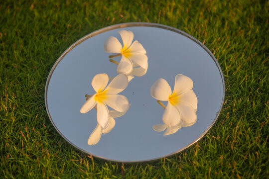 abstract art with three white frangipani or plumeria flowers on mirror and blue sky