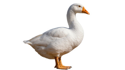 White domestic goose with orange beak and legs, isolated on transparent background © AnaMaria