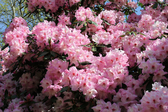 Rhododendron 'Mrs Walter Burns'. Full screen profuse cloud like pink rhodo flowers blooming in spring. 