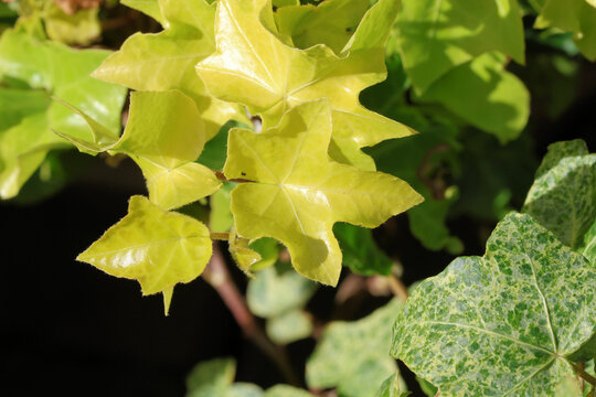 Hedera helix 'Steven'. Close up of bright, new butter yellow ivy leaves before they become greener later in the season. 