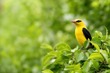 Fototapeta premium Black-naped oriole perched on green leafy branch in lush forest garden, vibrant yellow bird looking alert in natural sunlight, peaceful wildlife close-up