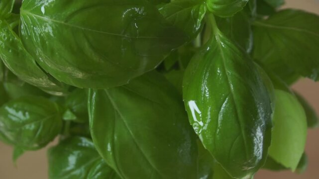 Organic green basil growing. Nature healthy food backdrop.Vegetarian concept. Italian herbs, aromatic Basils plant rotating, closeup, macro shot . 